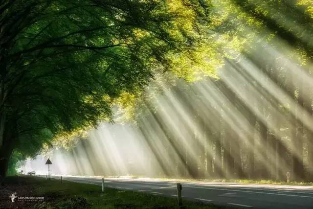 如何把樹林拍成大片？用好這3招！插圖19