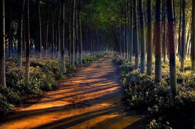 如何把樹林拍成大片？用好這3招！插圖15