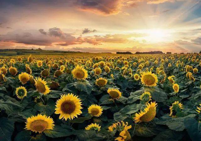 春季拍花、拍人像都能用的萬(wàn)能拍照技巧！插圖2