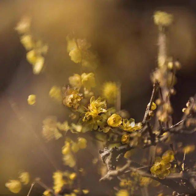 冬日臘梅怎么拍？28張圖例手把手教你！插圖25