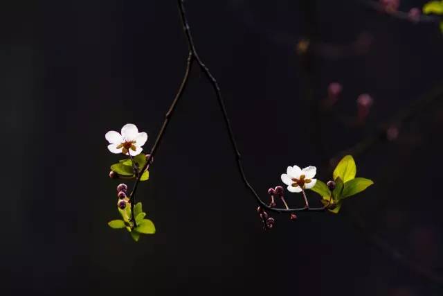 如何拍好暗黑背景的花？這篇文章給你講透了！插圖11