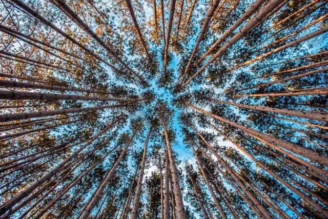 如何把樹林拍成大片？用好這3招！插圖7