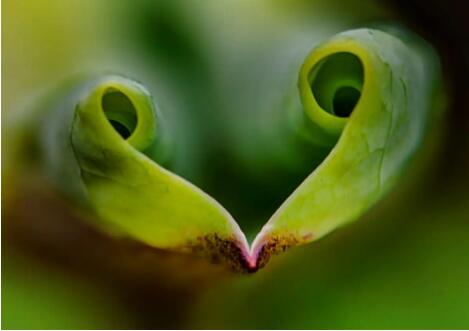 怎么才能拍出富有生機(jī)的植物照片?-無(wú)料攝影圈