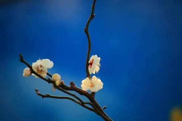 冬日臘梅怎么拍？28張圖例手把手教你！插圖17