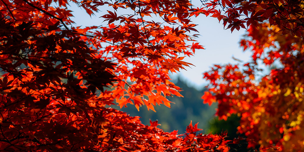 探尋京都紅葉圣地，做一場光怪陸離的夢插圖6