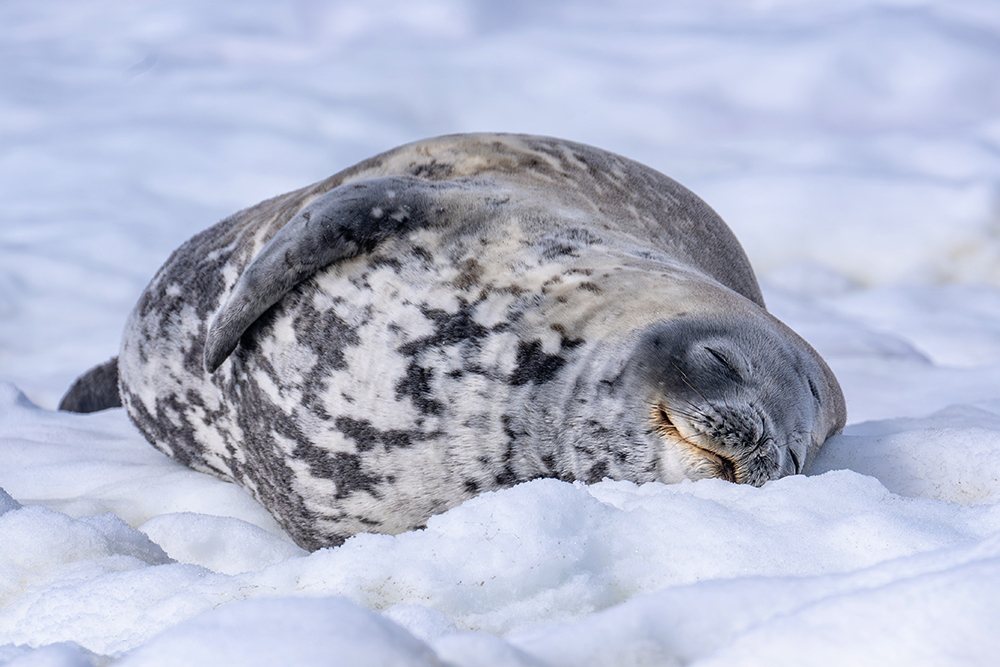 定格冰雪天堂，南極攝影技法全解析插圖3