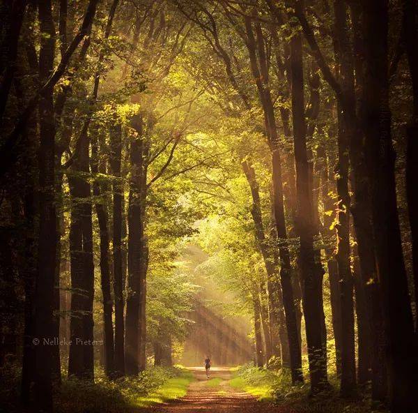 如何把樹林拍成大片？用好這3招！插圖13