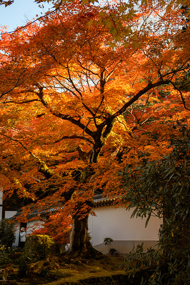 探尋京都紅葉圣地，做一場光怪陸離的夢插圖3
