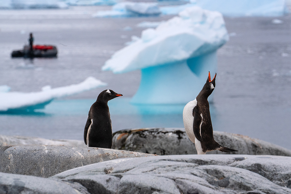 定格冰雪天堂，南極攝影技法全解析插圖12