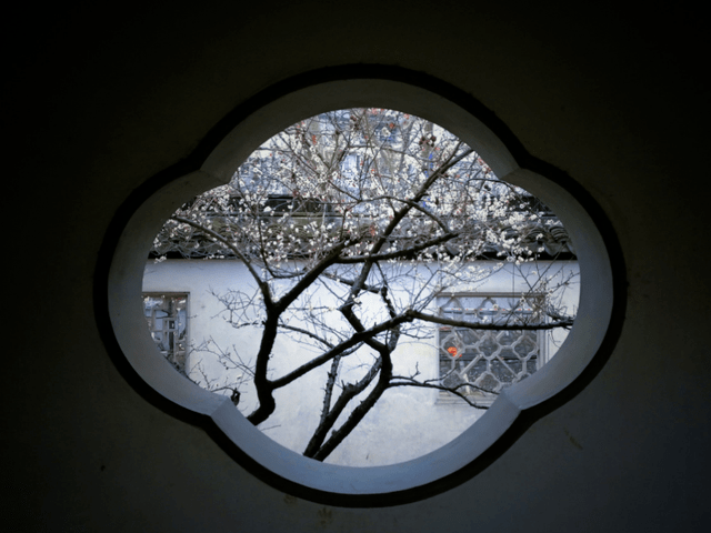 冬日臘梅怎么拍？28張圖例手把手教你！插圖20