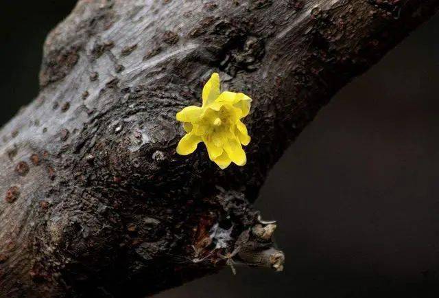 冬日臘梅怎么拍？28張圖例手把手教你！插圖3