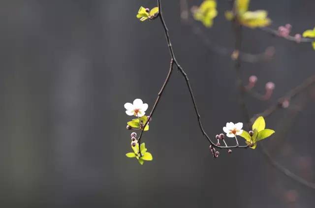 如何拍好暗黑背景的花？這篇文章給你講透了！插圖9