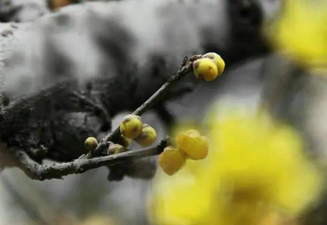 冬日臘梅怎么拍？28張圖例手把手教你！插圖19