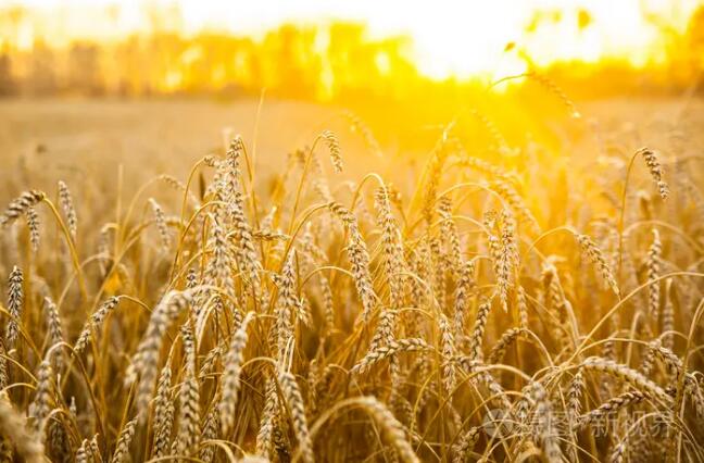 常用的濾光境包括哪幾種？-無料攝影圈