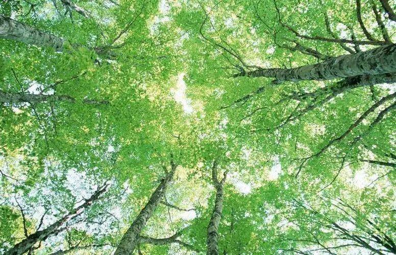 如何把樹林拍成大片？用好這3招！插圖8