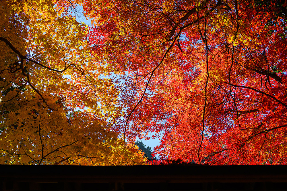 探尋京都紅葉圣地，做一場光怪陸離的夢插圖14