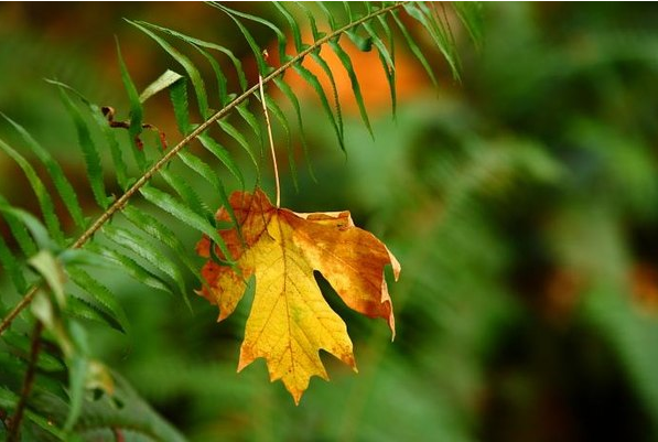 攝影技巧：掌握這7個訣竅，快速提升你的手機攝影技術！插圖2