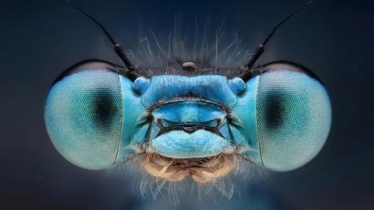 微距拍攝技巧要點-無料攝影圈