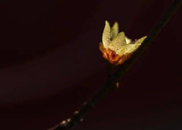 冬日臘梅怎么拍？28張圖例手把手教你！插圖11