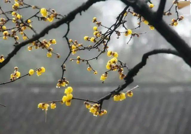 冬日臘梅怎么拍？28張圖例手把手教你！插圖15