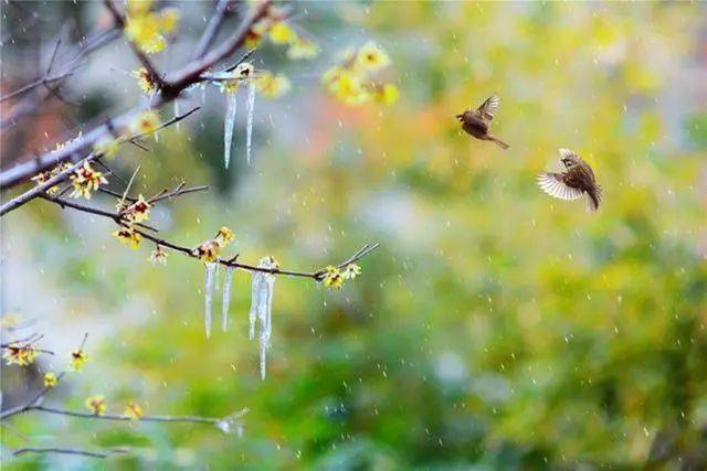 冬日臘梅怎么拍？28張圖例手把手教你！插圖22