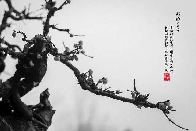 冬日臘梅怎么拍？28張圖例手把手教你！-無料攝影圈