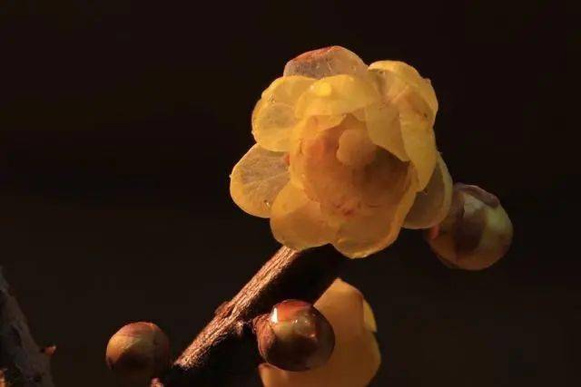 冬日臘梅怎么拍？28張圖例手把手教你！插圖12