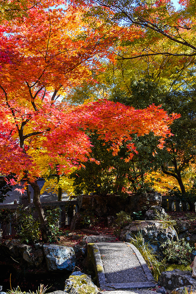 探尋京都紅葉圣地，做一場光怪陸離的夢插圖11