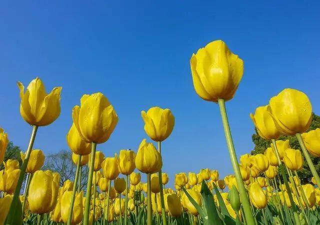 春季拍花、拍人像都能用的萬(wàn)能拍照技巧！插圖3