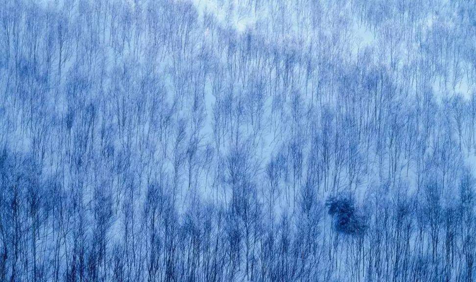 如何把樹林拍成大片？用好這3招！插圖1