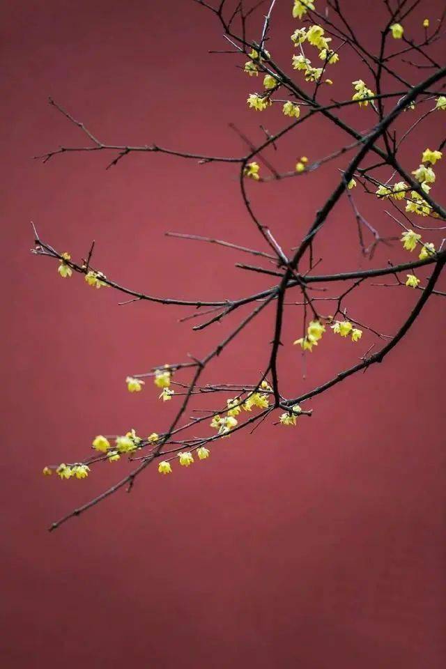 冬日臘梅怎么拍？28張圖例手把手教你！插圖18