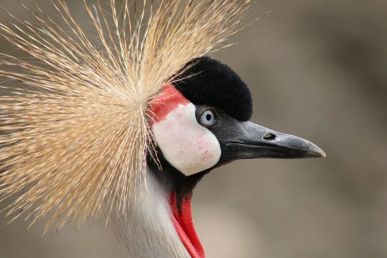 佳能發(fā)布 RF 75-300MM F4-5.6鏡頭插圖8