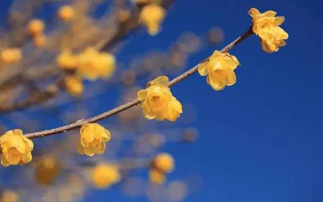 冬日臘梅怎么拍？28張圖例手把手教你！插圖8