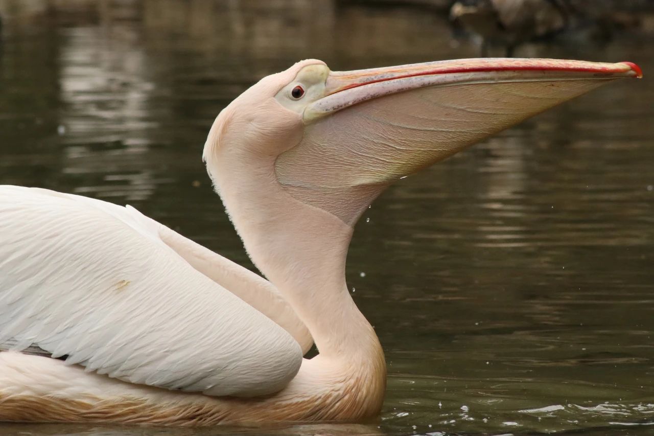 佳能發(fā)布 RF 75-300MM F4-5.6鏡頭插圖7