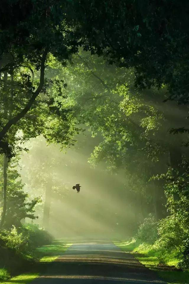 如何把樹林拍成大片？用好這3招！插圖14