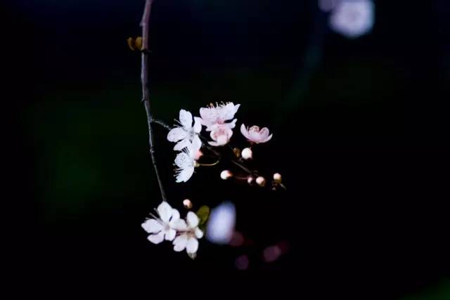 如何拍好暗黑背景的花？這篇文章給你講透了！插圖15