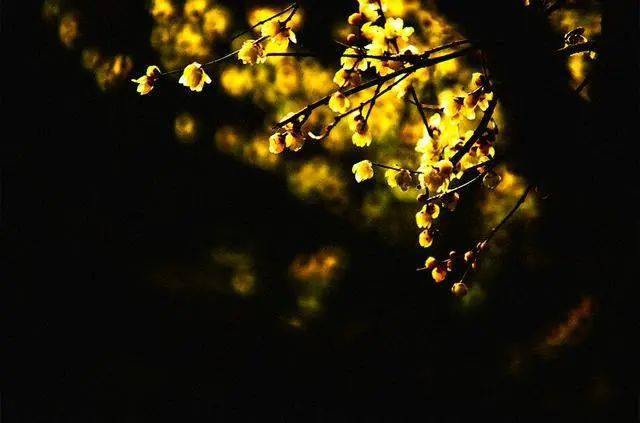 冬日臘梅怎么拍？28張圖例手把手教你！插圖7