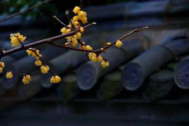 冬日臘梅怎么拍？28張圖例手把手教你！插圖10