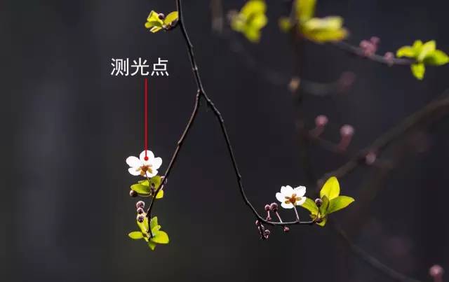 如何拍好暗黑背景的花？這篇文章給你講透了！插圖10