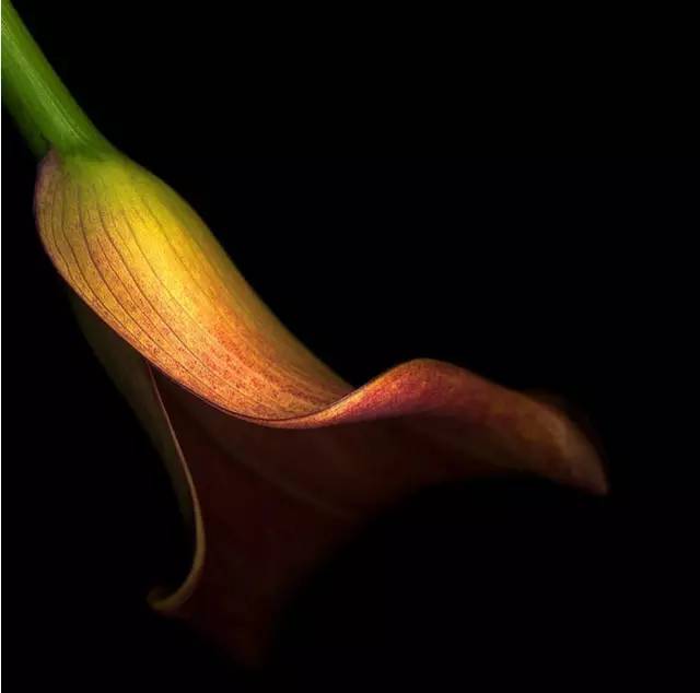 如何拍好暗黑背景的花？這篇文章給你講透了！插圖3