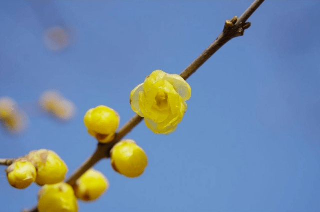 冬日臘梅怎么拍？28張圖例手把手教你！插圖14