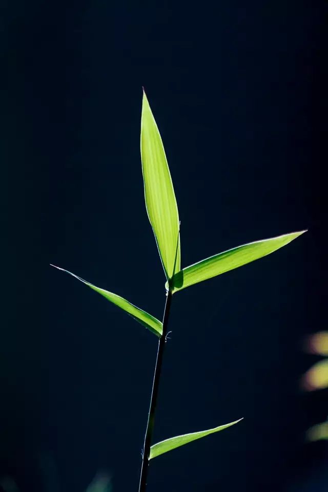 如何拍好暗黑背景的花？這篇文章給你講透了！插圖