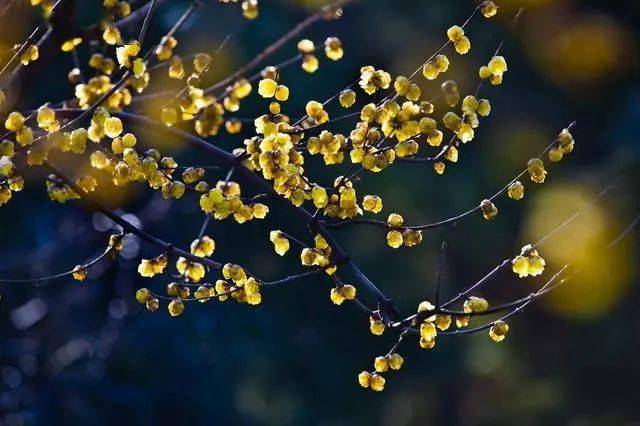 冬日臘梅怎么拍？28張圖例手把手教你！插圖9