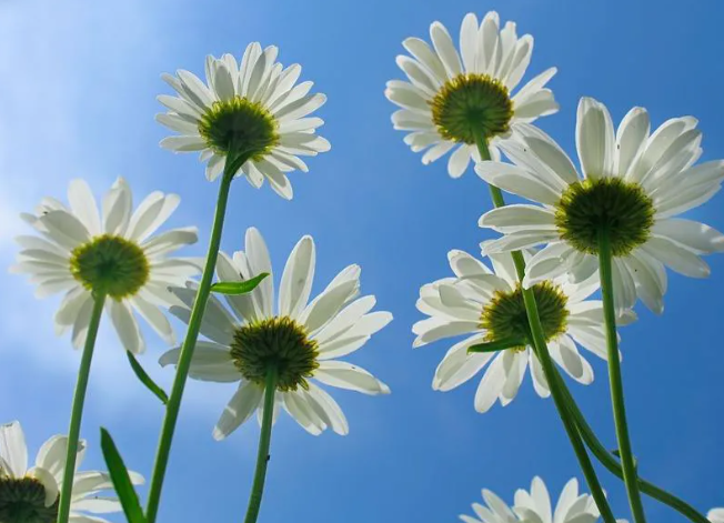 攝影技巧：掌握這7個訣竅，快速提升你的手機攝影技術！插圖