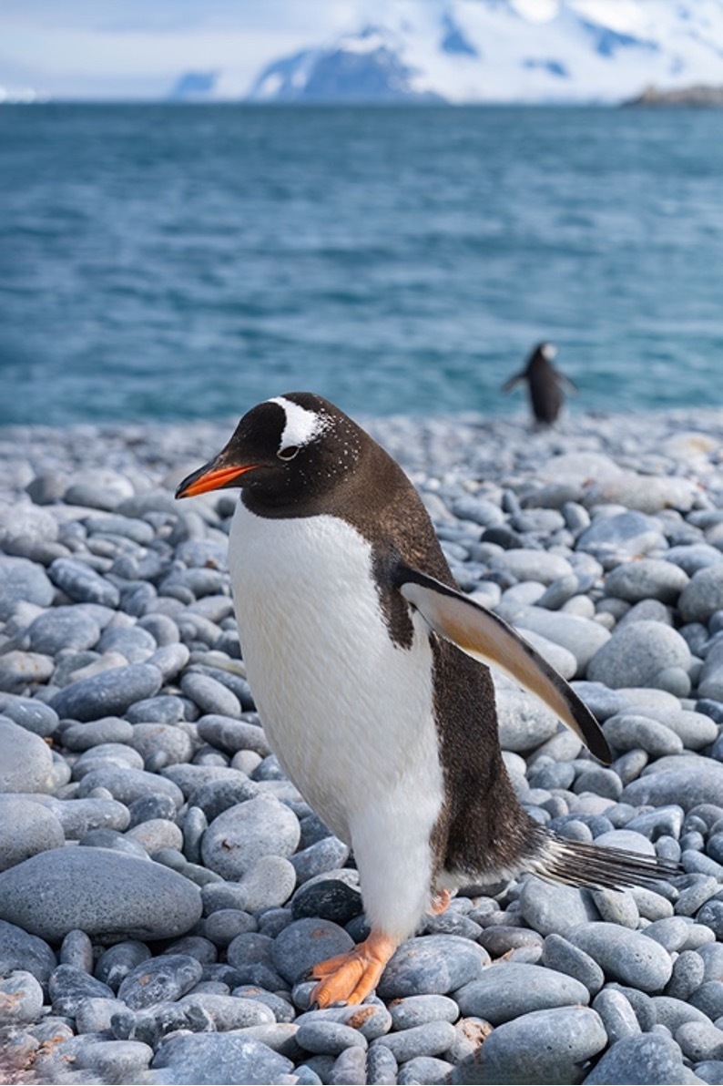 定格冰雪天堂，南極攝影技法全解析插圖7