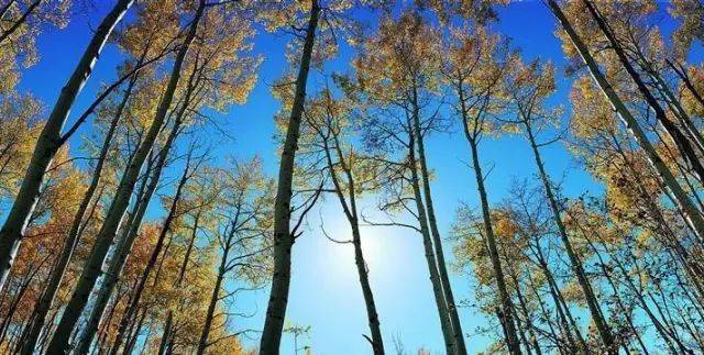 如何把樹林拍成大片？用好這3招！插圖6