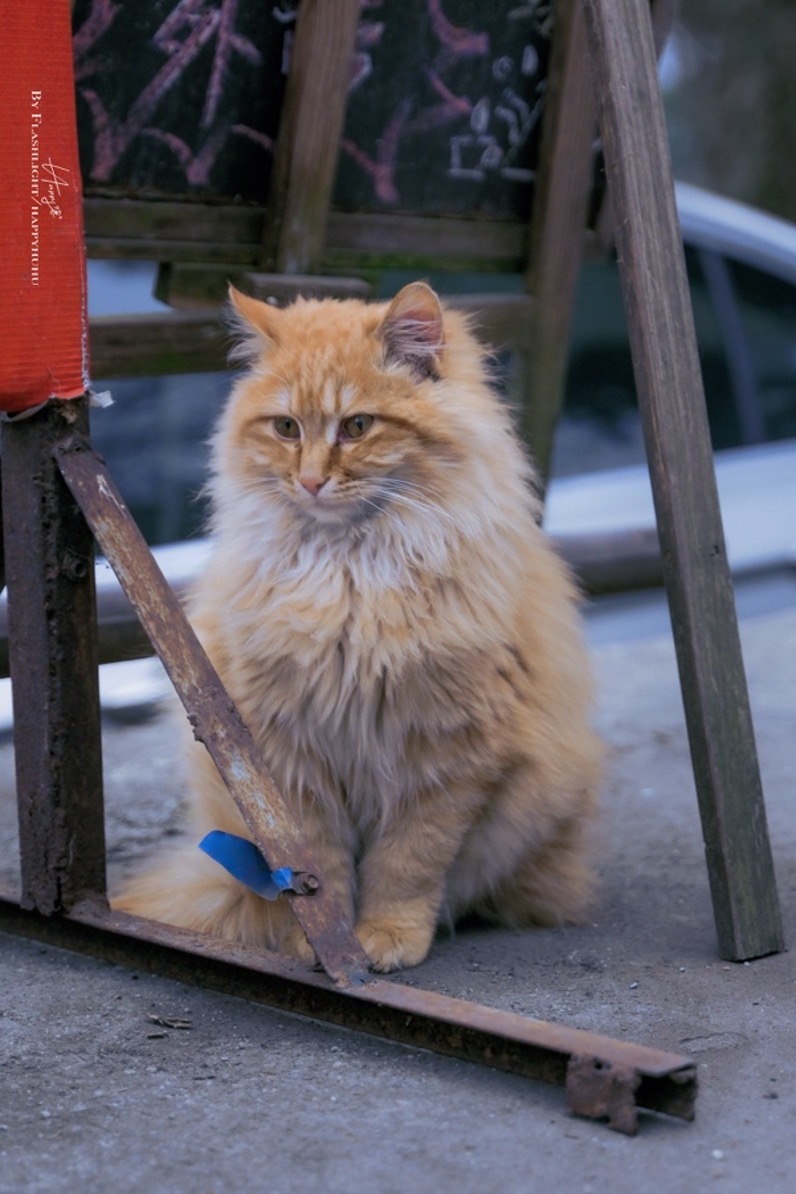 用尼康Z30定格超帶感的街拍大片！插圖15