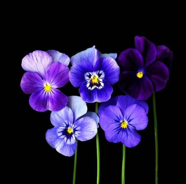 如何拍好暗黑背景的花？這篇文章給你講透了！插圖2