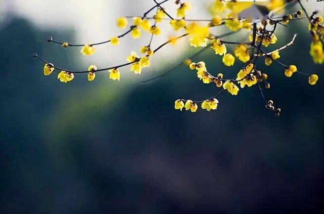 冬日臘梅怎么拍？28張圖例手把手教你！插圖6