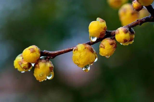 冬日臘梅怎么拍？28張圖例手把手教你！插圖4